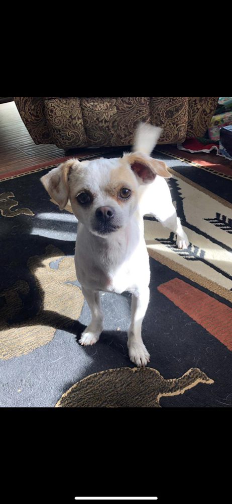 Pet gallery image 14