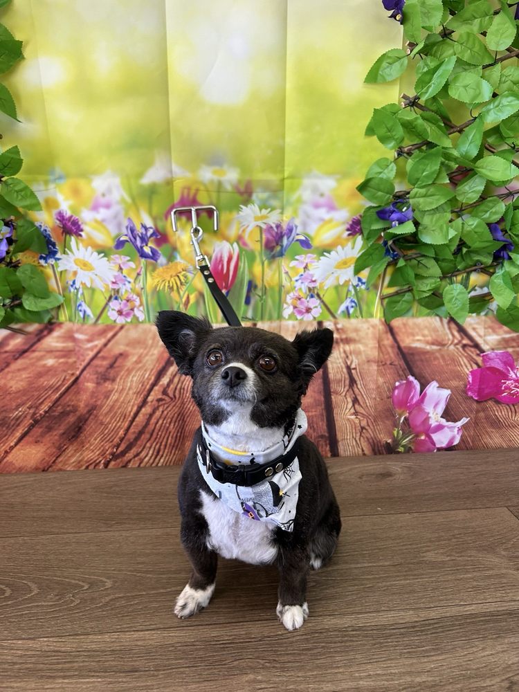 Pet gallery image 6