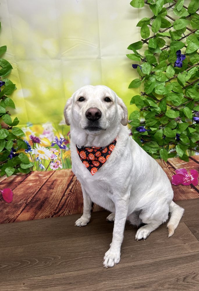 Pet gallery image 12
