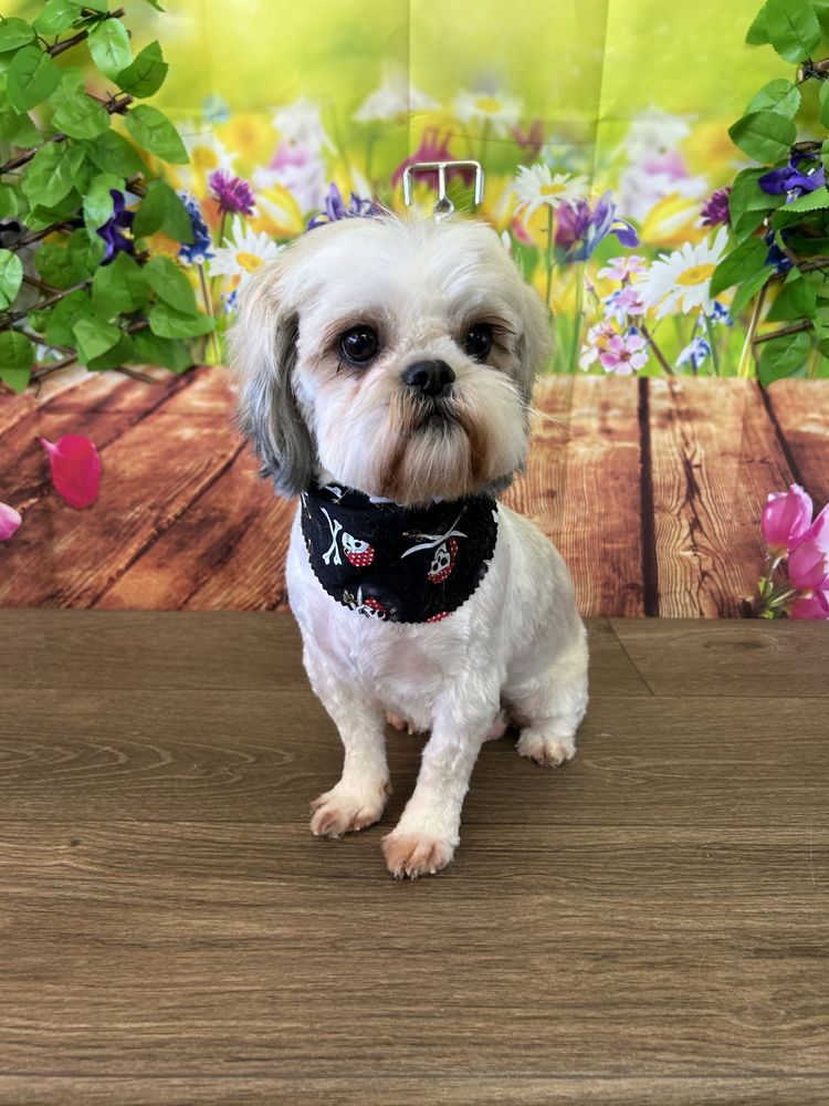 Pet gallery image 11