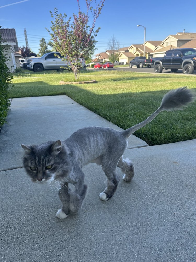 Pet gallery image 9