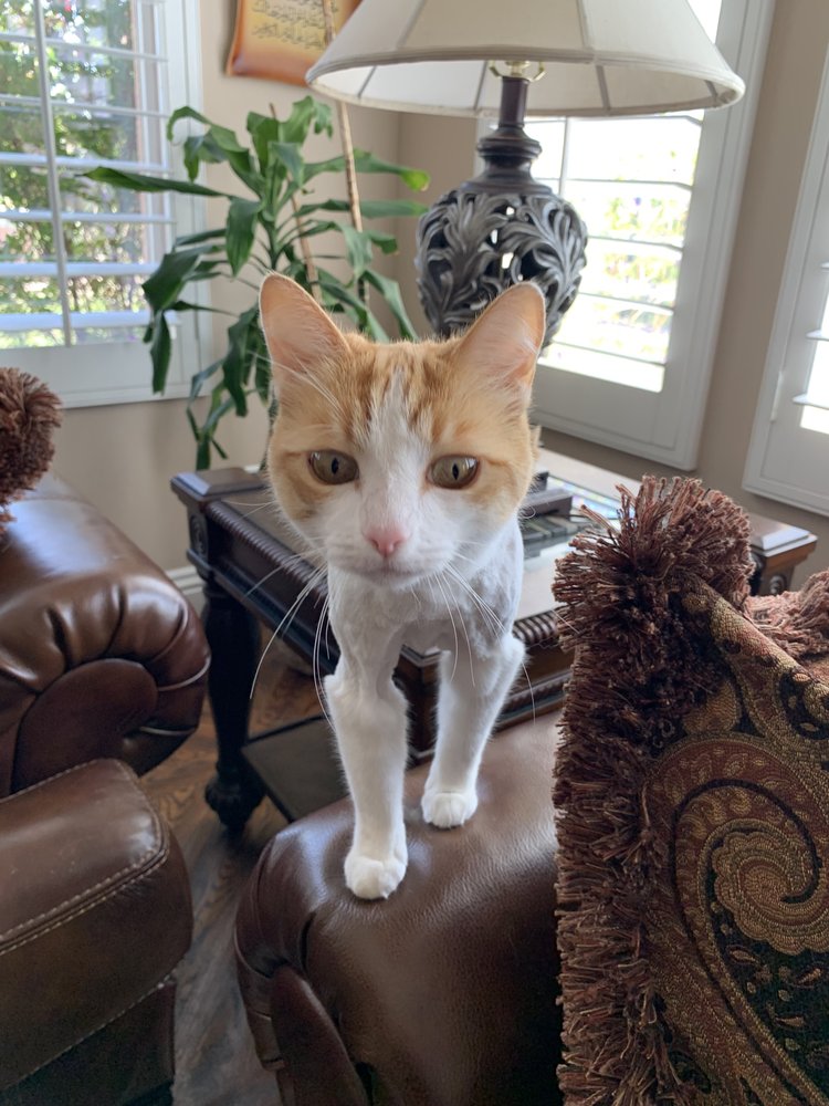 Pet gallery image 13