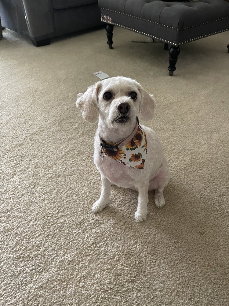 Pet gallery image 8