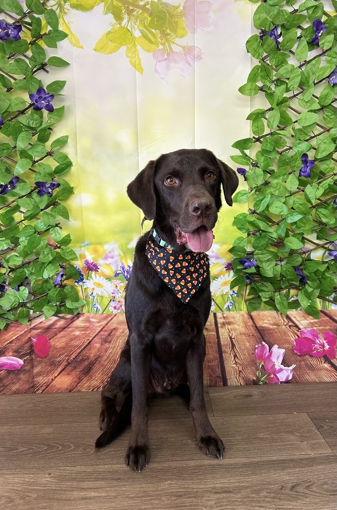 Pet gallery image 10
