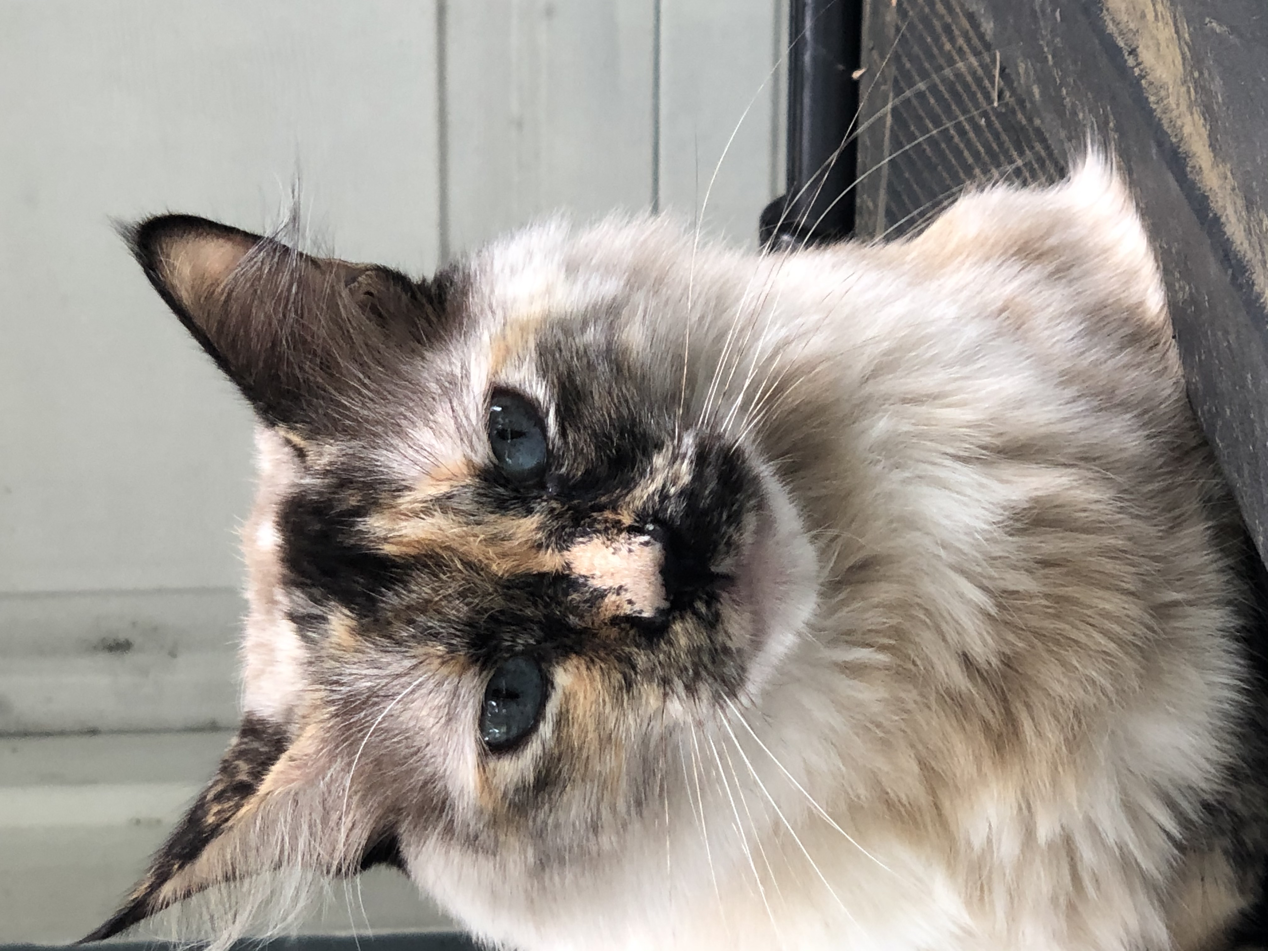 Pet gallery image 1