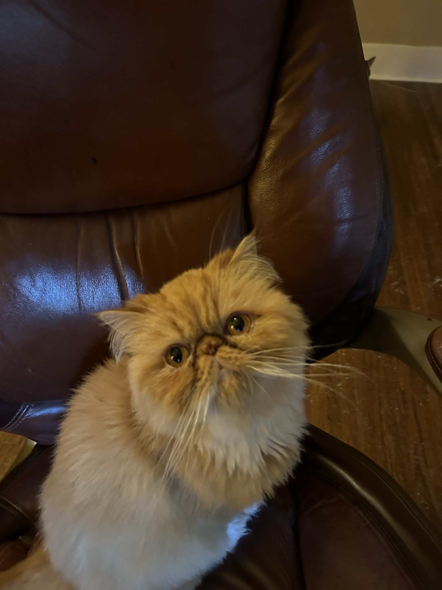 Pet gallery image 3