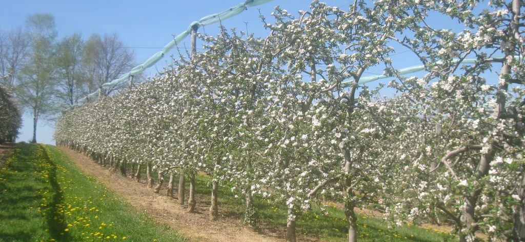Domein Florette - boomgaard