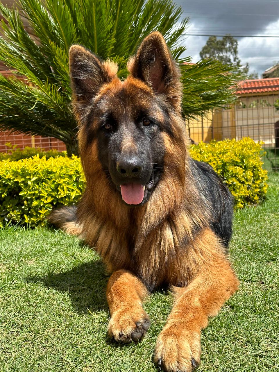Perro del programa