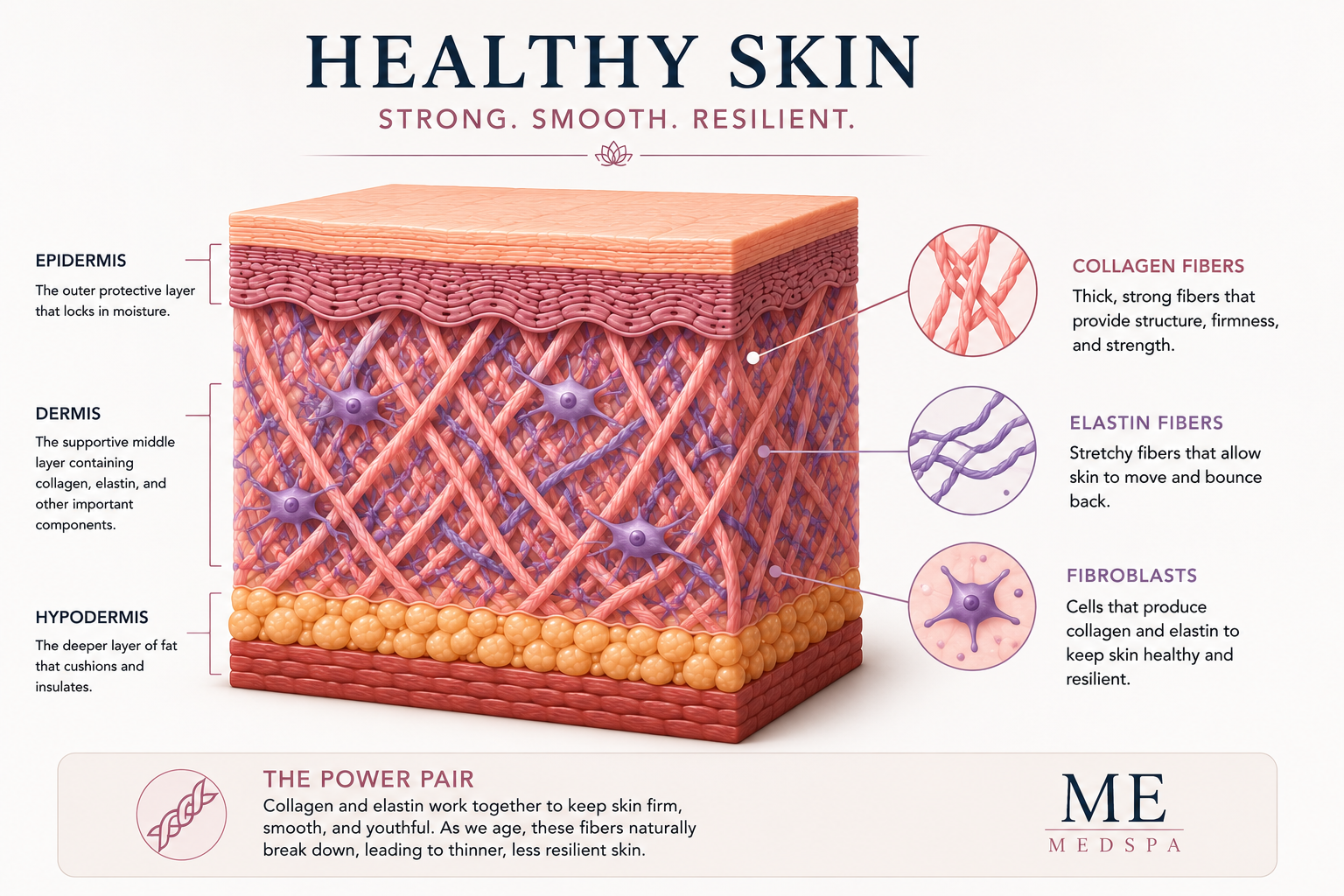 Medical illustration comparing collagen fibers and elastin fibers within healthy skin