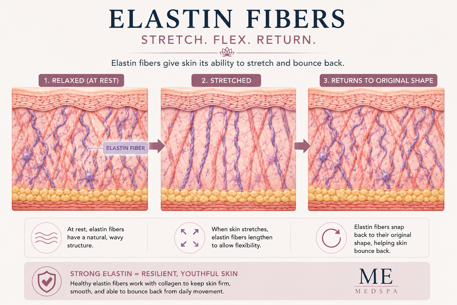 Illustration showing elastin fibers supporting skin elasticity