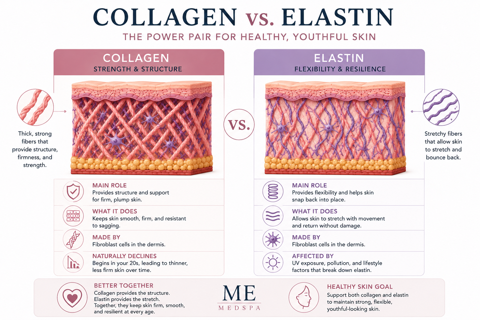 Comparison showing collagen providing strength and elastin providing flexibility within healthy skin