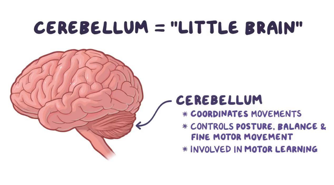 Cerebellum