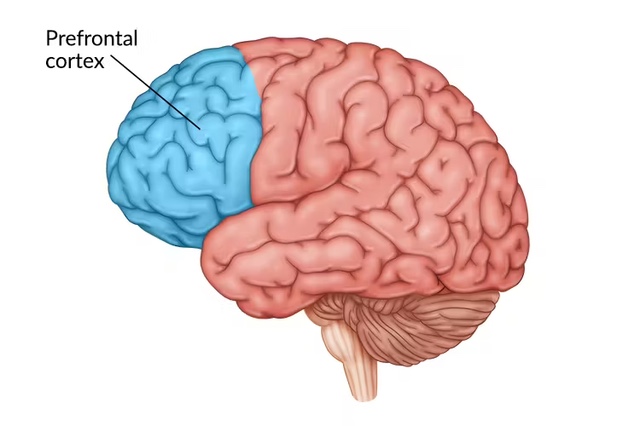 Prefrontal Cortex