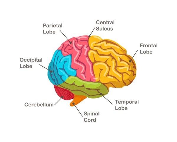 Parts of The Brain