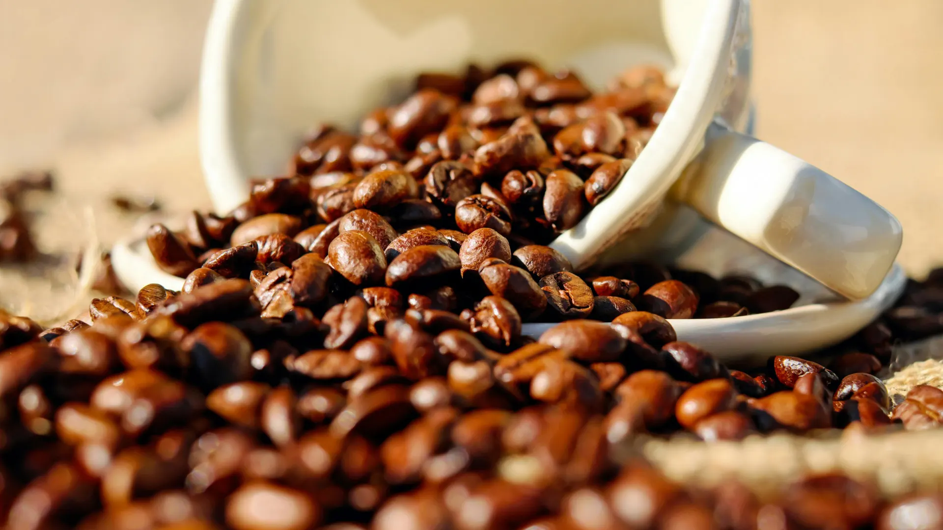 Roasted Arabica beans spilled beside a cup