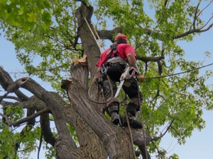 Tree Trimming