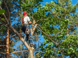 Tree Care