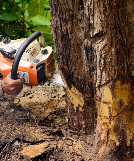 Tree Removal - Temecula Tree Service