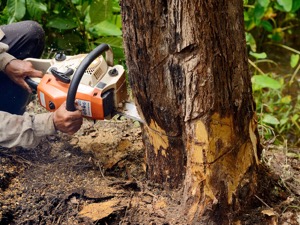 Tree Removal