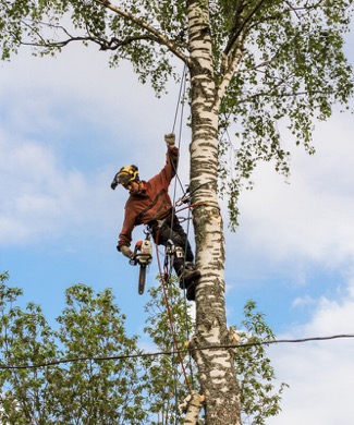 Tree Care Cost