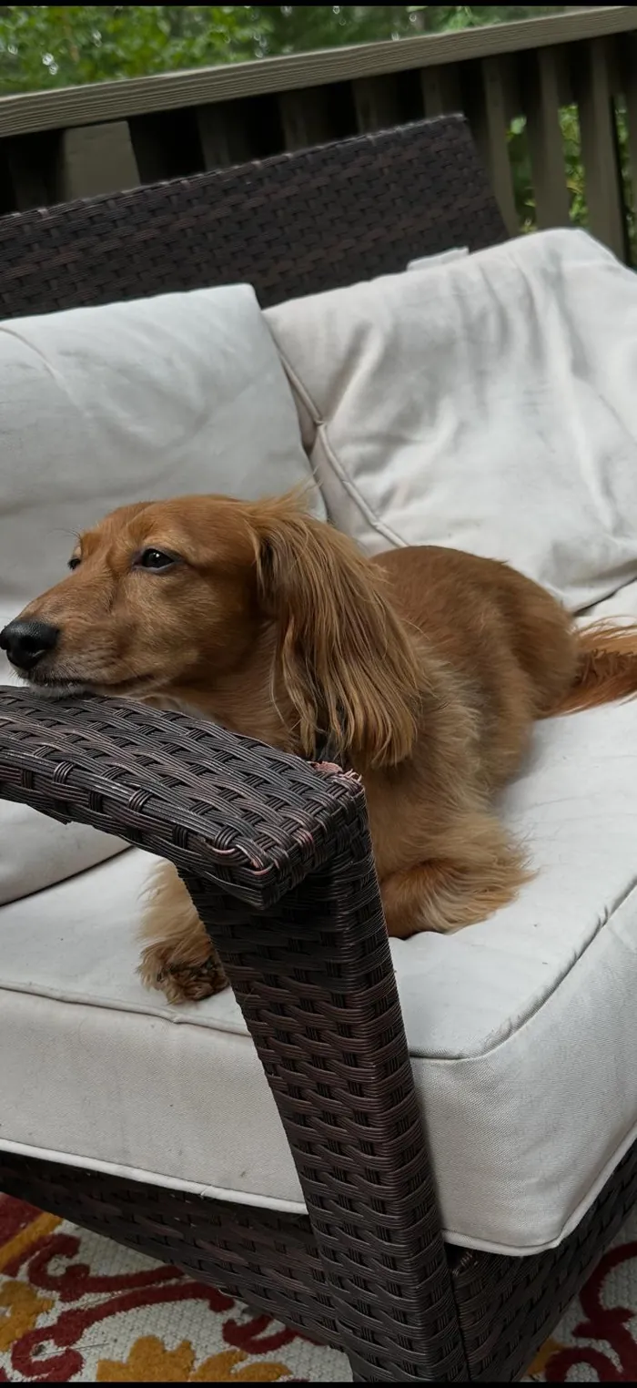 A long-haired dachshund relaxing on a patio chair
