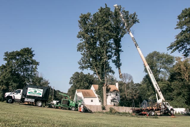 tree removal beverly hills ca 