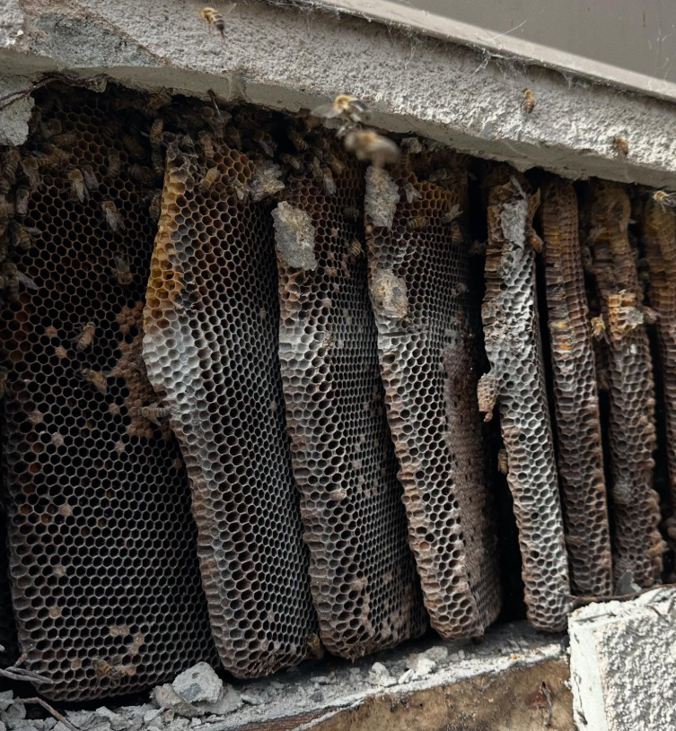 What to Do If Bees Are in Your Wall (San Diego)