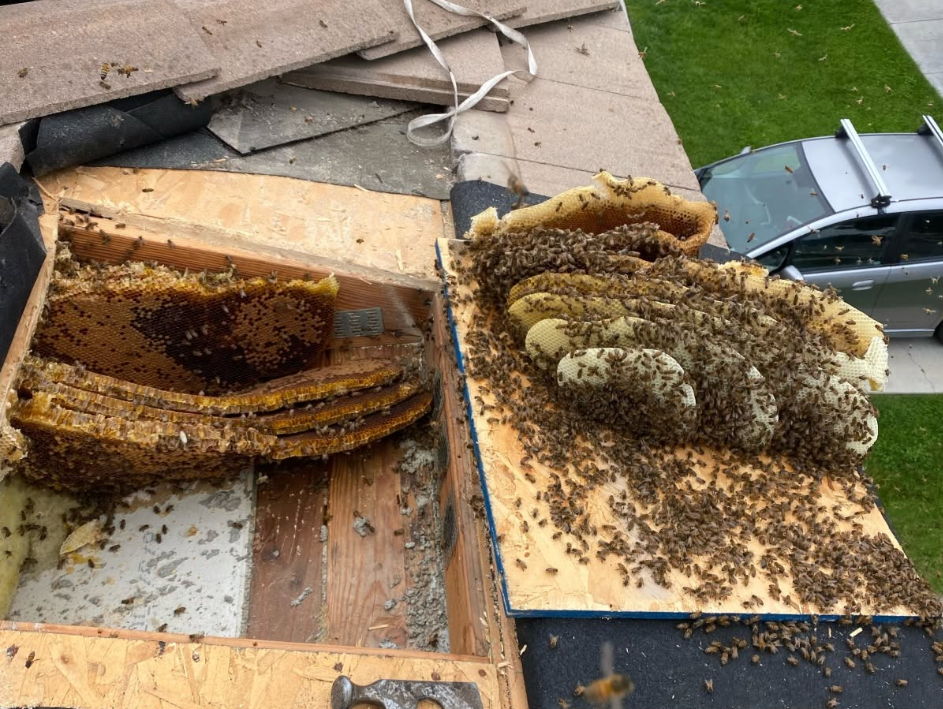 Why Bees Are Hovering Around Your Roof (It's Not Random)