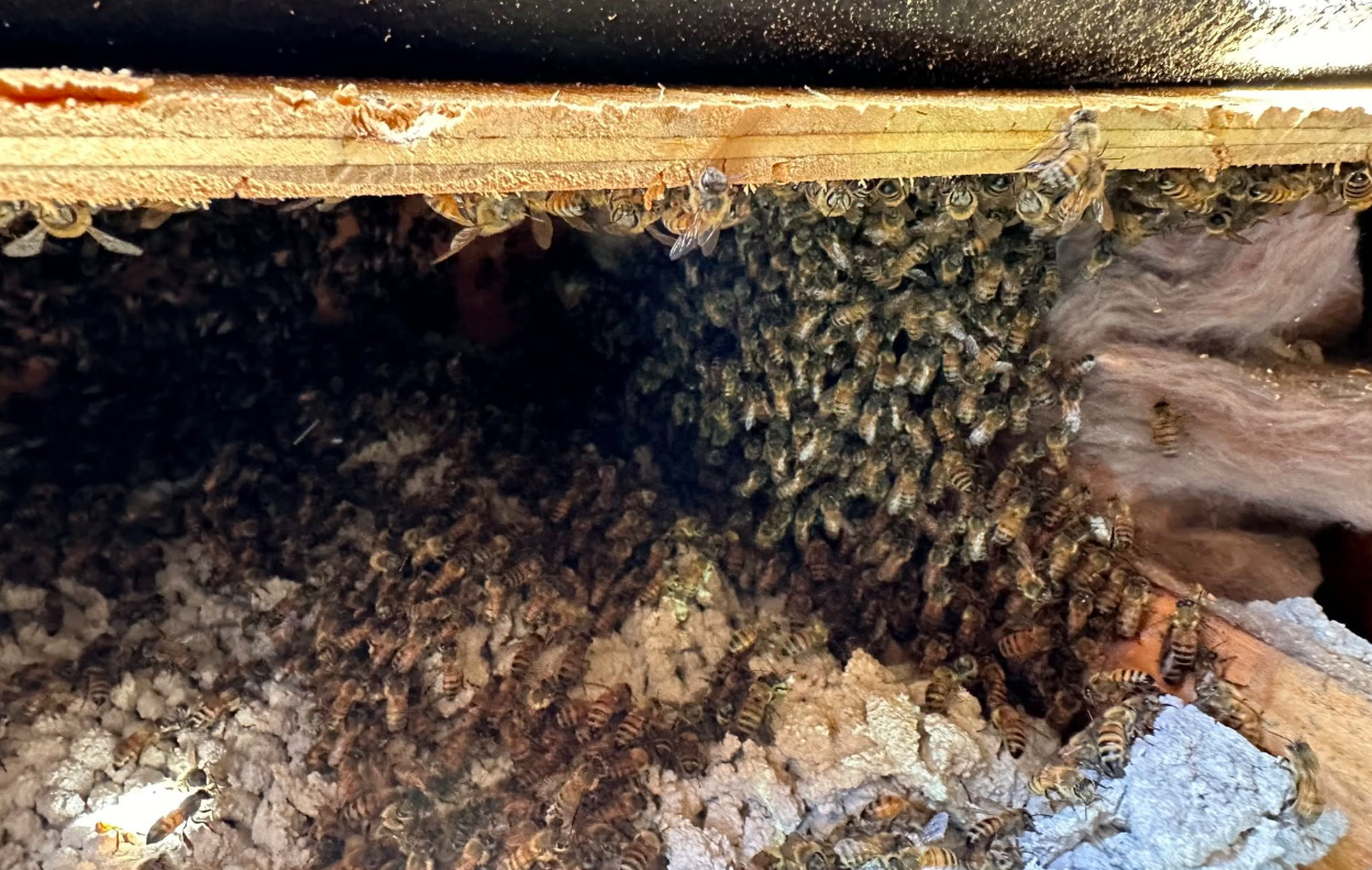 When Is Bee Season in San Diego - and What Should You Do?