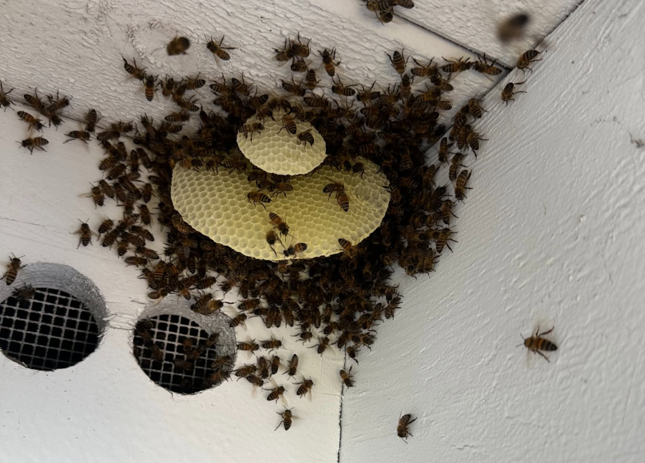 Bee Removal in El Cajon | Same-Day Service | MJC Live Bee Removal