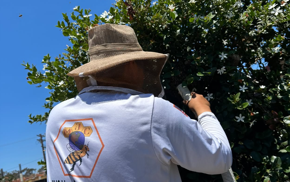Can I Remove Bees Myself? What San Diego Homeowners Need to Know