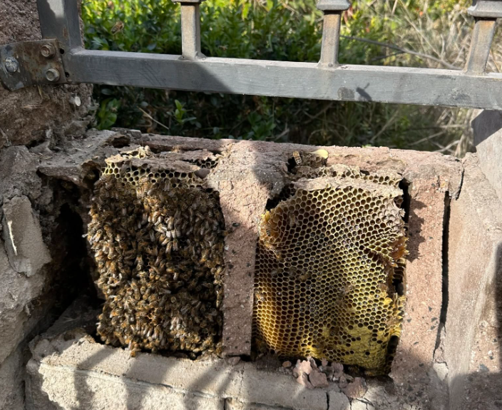 Signs of Bees in Your Walls - What to Look For