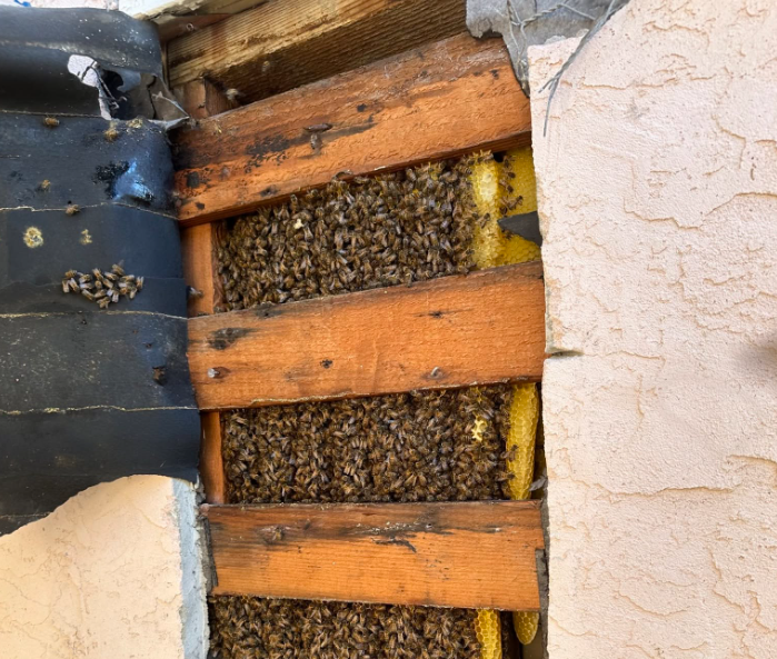 What Happens If You Leave a Beehive in Your Wall?