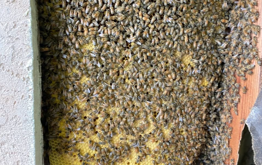How Big Can a Bee Colony Get?
