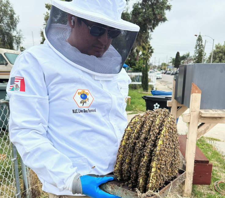 Live Bee Removal and Repair in San Diego - One Call Start to Finish