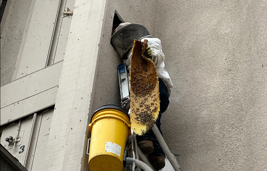 Bee Removal for Property Managers and HOAs in San Diego