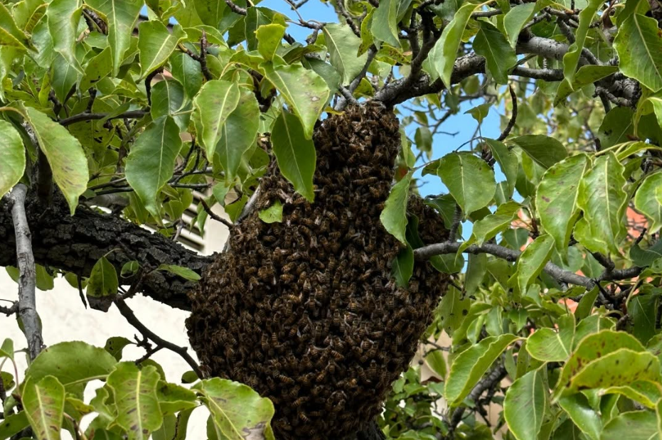 Why Do Bees Keep Coming Back to the Same Spot?