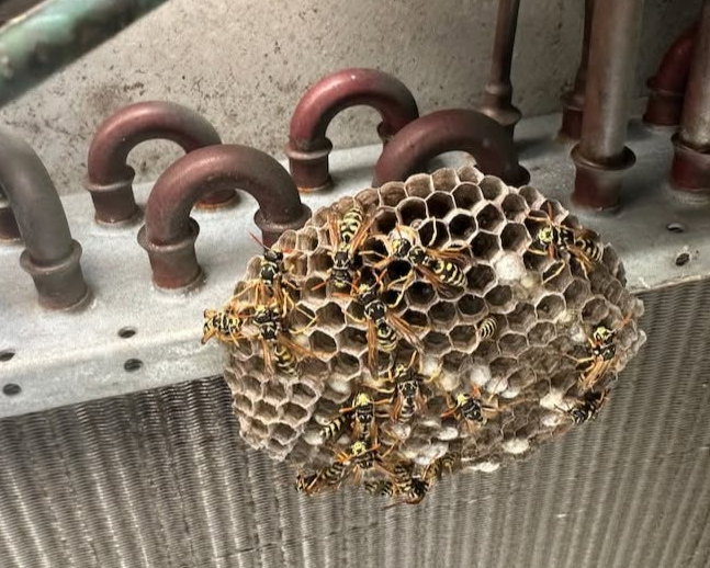 Bees vs Yellow Jackets in San Diego - What's the Difference?