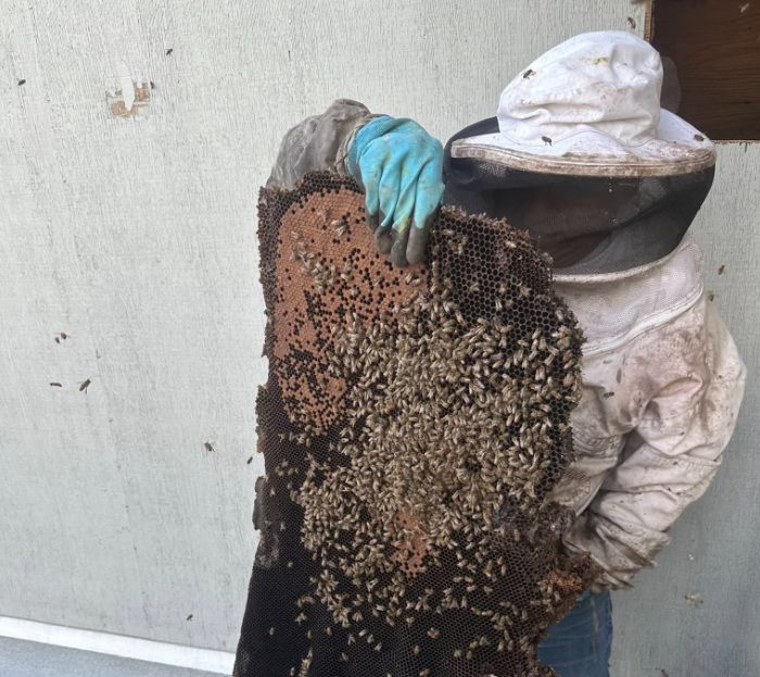 Bee Removal in Escondido | Same-Day Service | MJC Live Bee Removal
