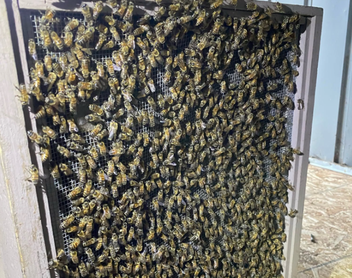 Bee Removal in La Mesa | Same-Day Service | MJC Live Bee Removal