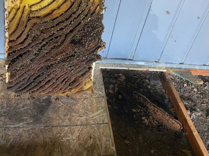 Bee Removal in Santee | Same-Day Service | MJC Live Bee Removal