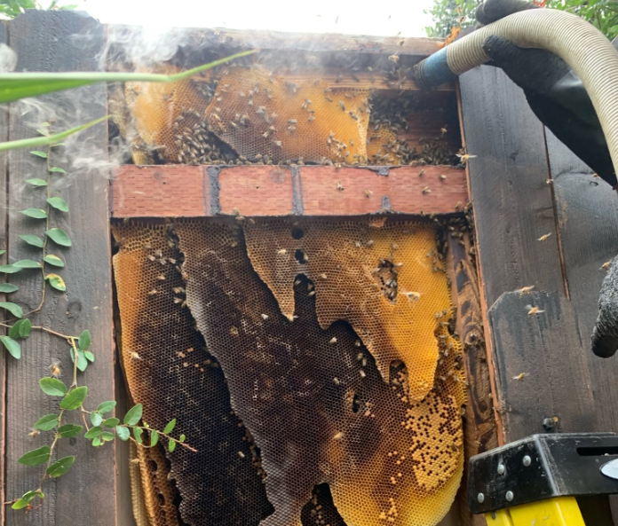 Bee Removal in Poway | Same-Day Service | MJC Live Bee Removal