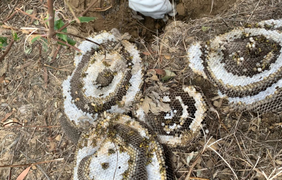 Wasp Nest Removal in San Diego | MJC Live Bee Removal