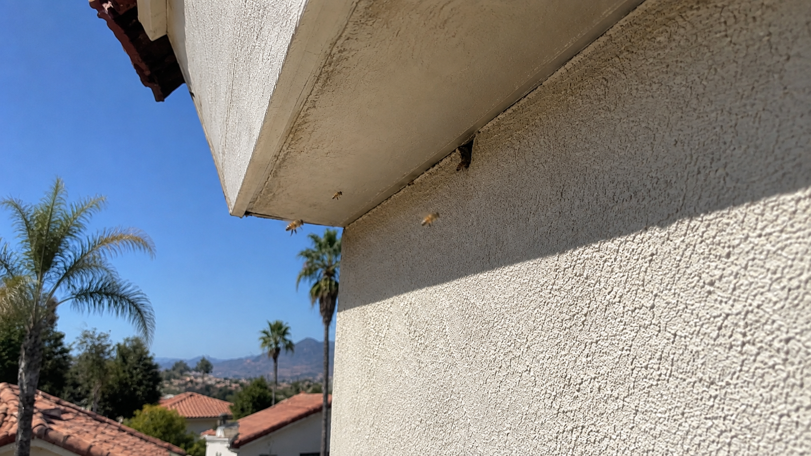 Bees Entering a Hole in Your Wall? Here’s What It Usually Means