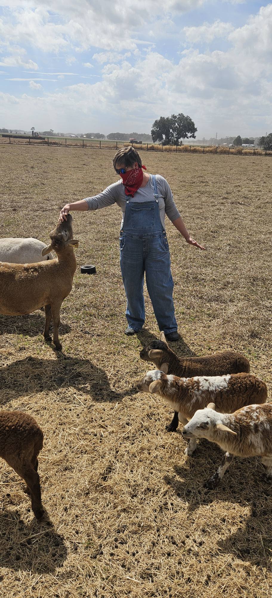 The Farm