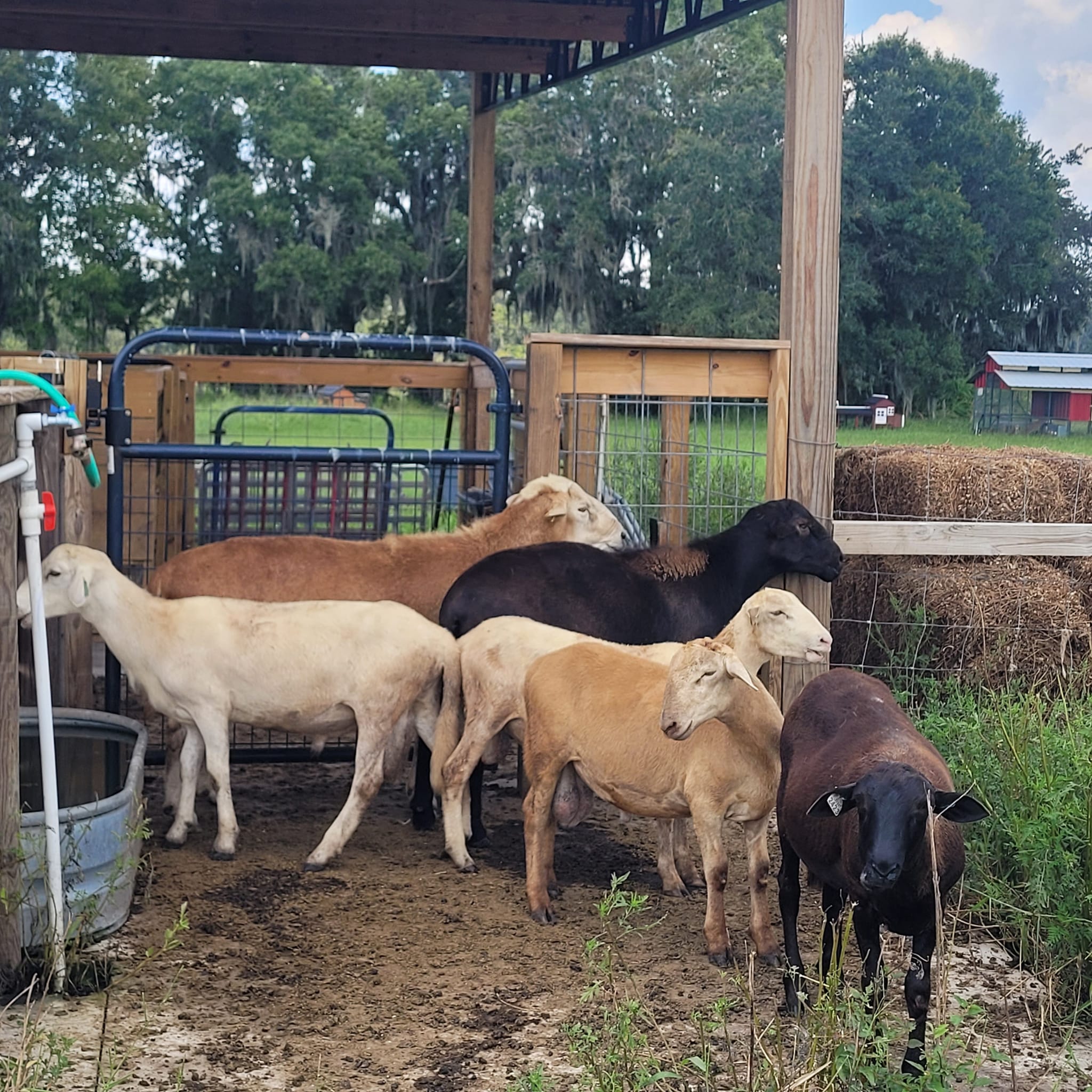 On the Farm