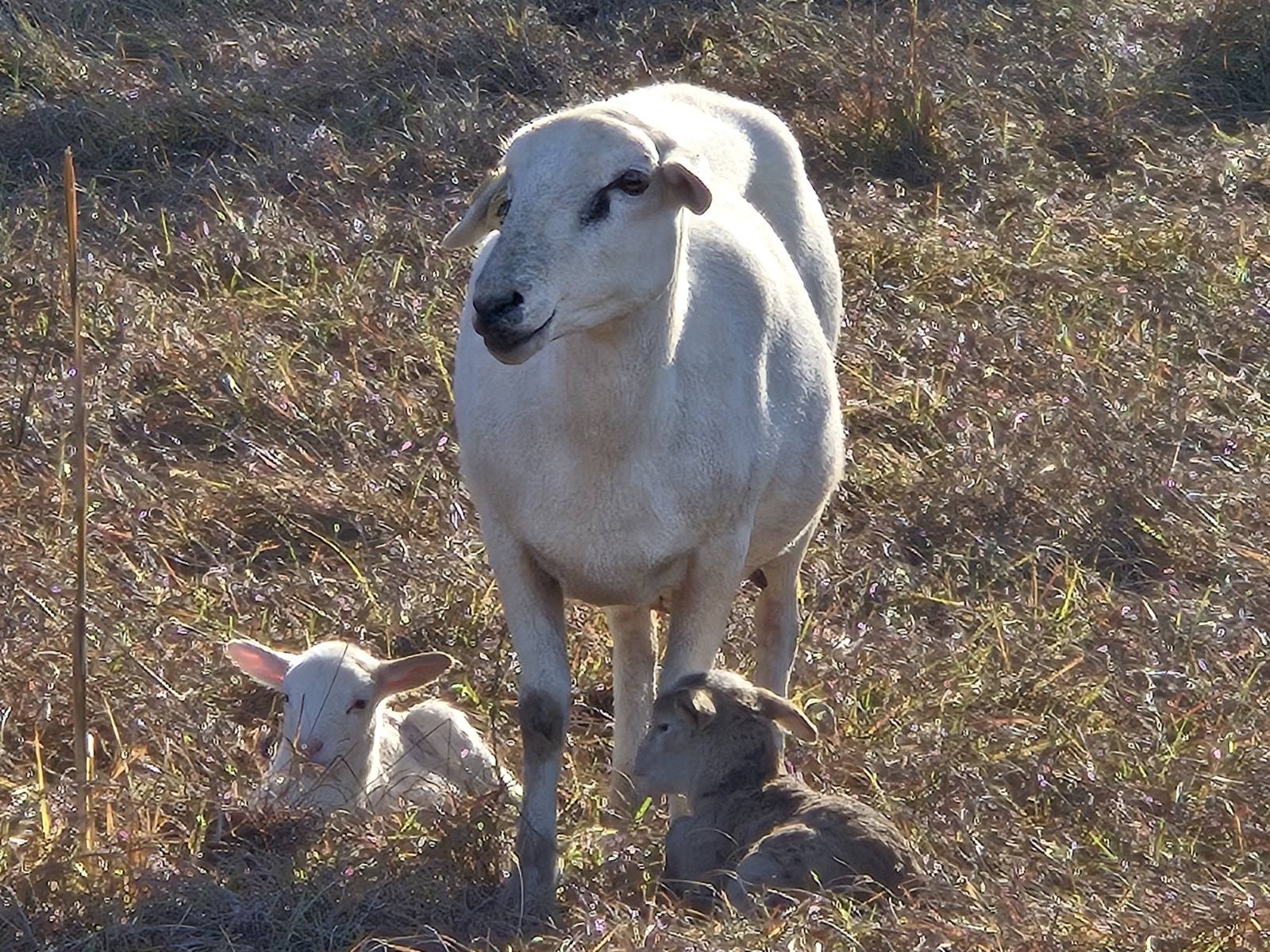 Farm Life