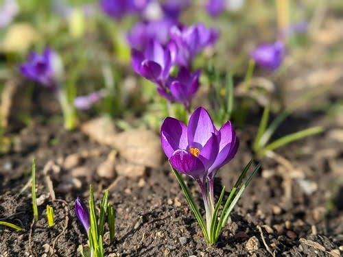 Sacred Garden of Focus