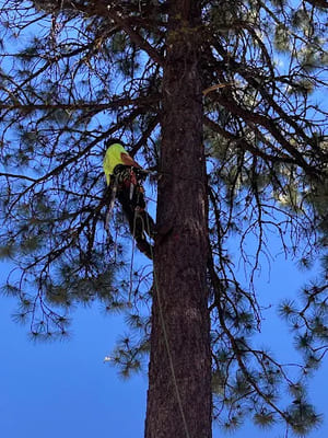 {{ custom_values.service_3 }} in {{custom_values.area_3})