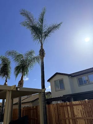 Tree pruning in Vacaville, CA